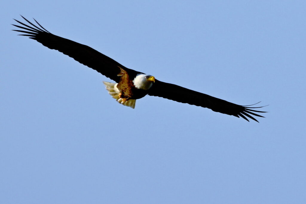 A bald eagle soars through the skies over Oregon.