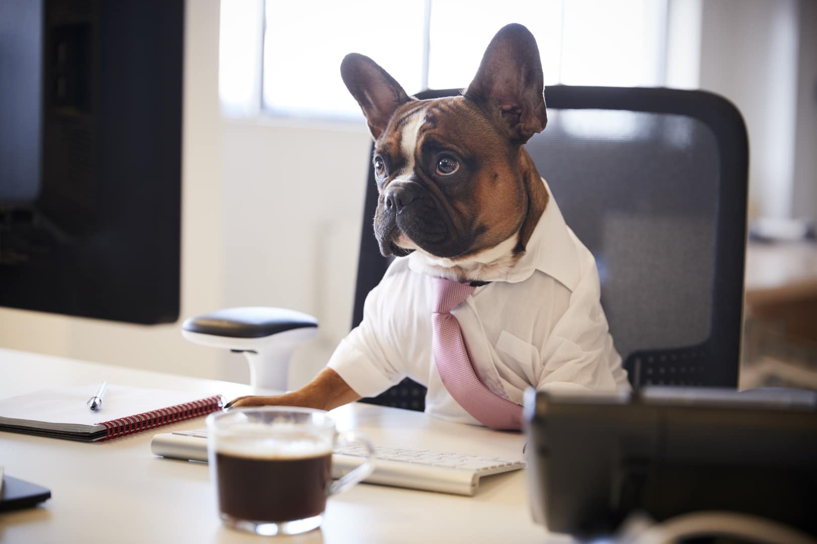 A dog dressed in a tie sits at a computer doing taxes.